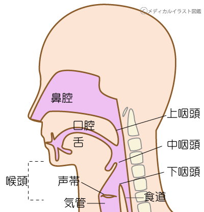 喉の構造