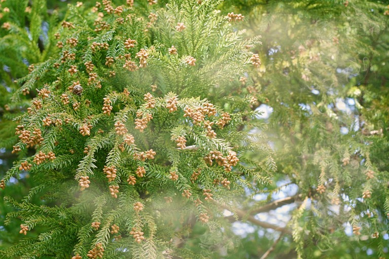 アレルギー性鼻炎（花粉症）の原因