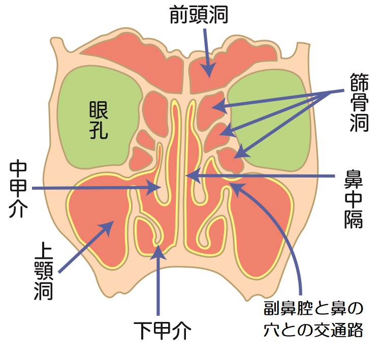 副鼻腔炎(蓄膿症)・鼻茸|和泉市の耳鼻咽喉科サージクリニック 老木医院 副鼻腔炎(蓄膿症)・鼻茸|和泉市の耳鼻咽喉科サージクリニック 老木医院