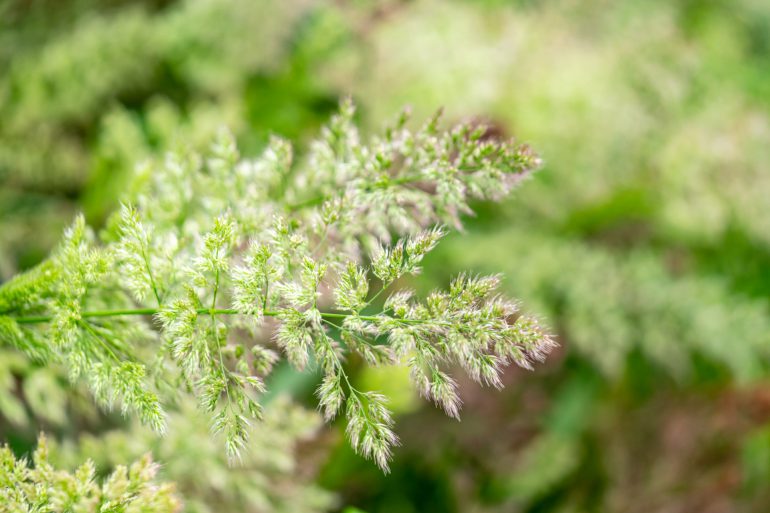 夏の花粉症の原因カモガヤ