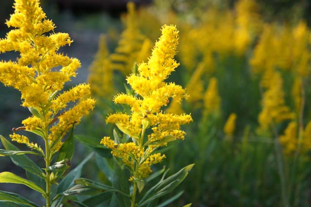 ダニアレルギーの可能性も 秋の雑草の花粉症 について