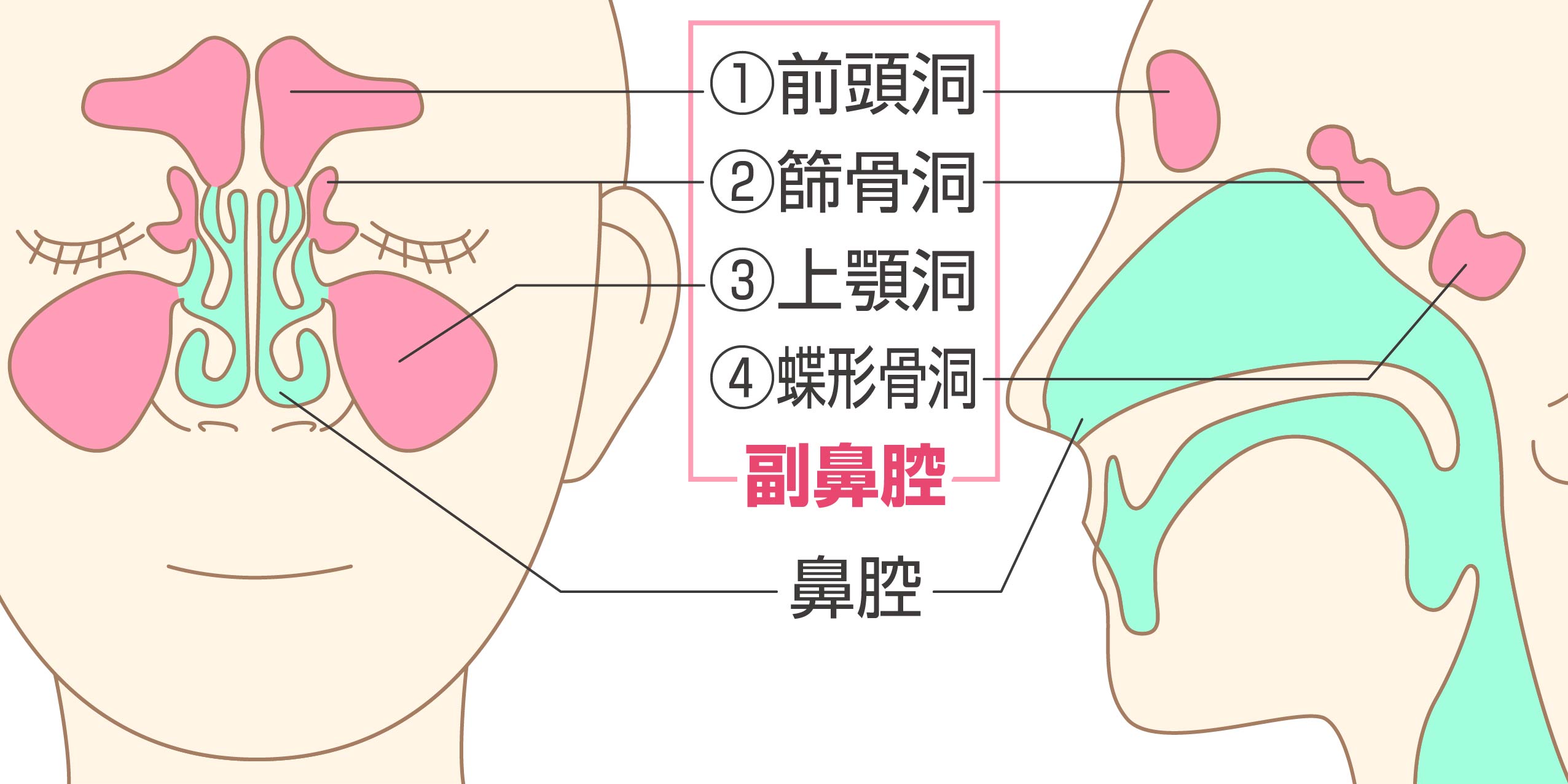 副鼻腔とは