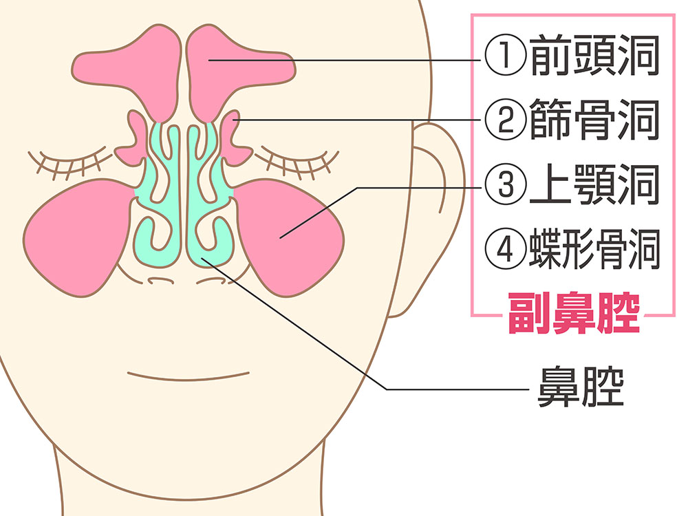 副鼻腔炎 蓄膿症 の原因 症状 治し方 大阪和泉市の老木医院 副鼻腔炎 蓄膿症 の原因 症状 治し方 大阪和泉市の老木医院
