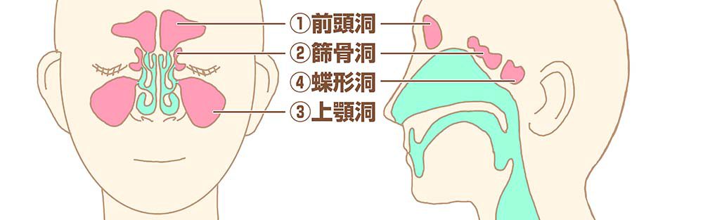 副鼻腔の構造