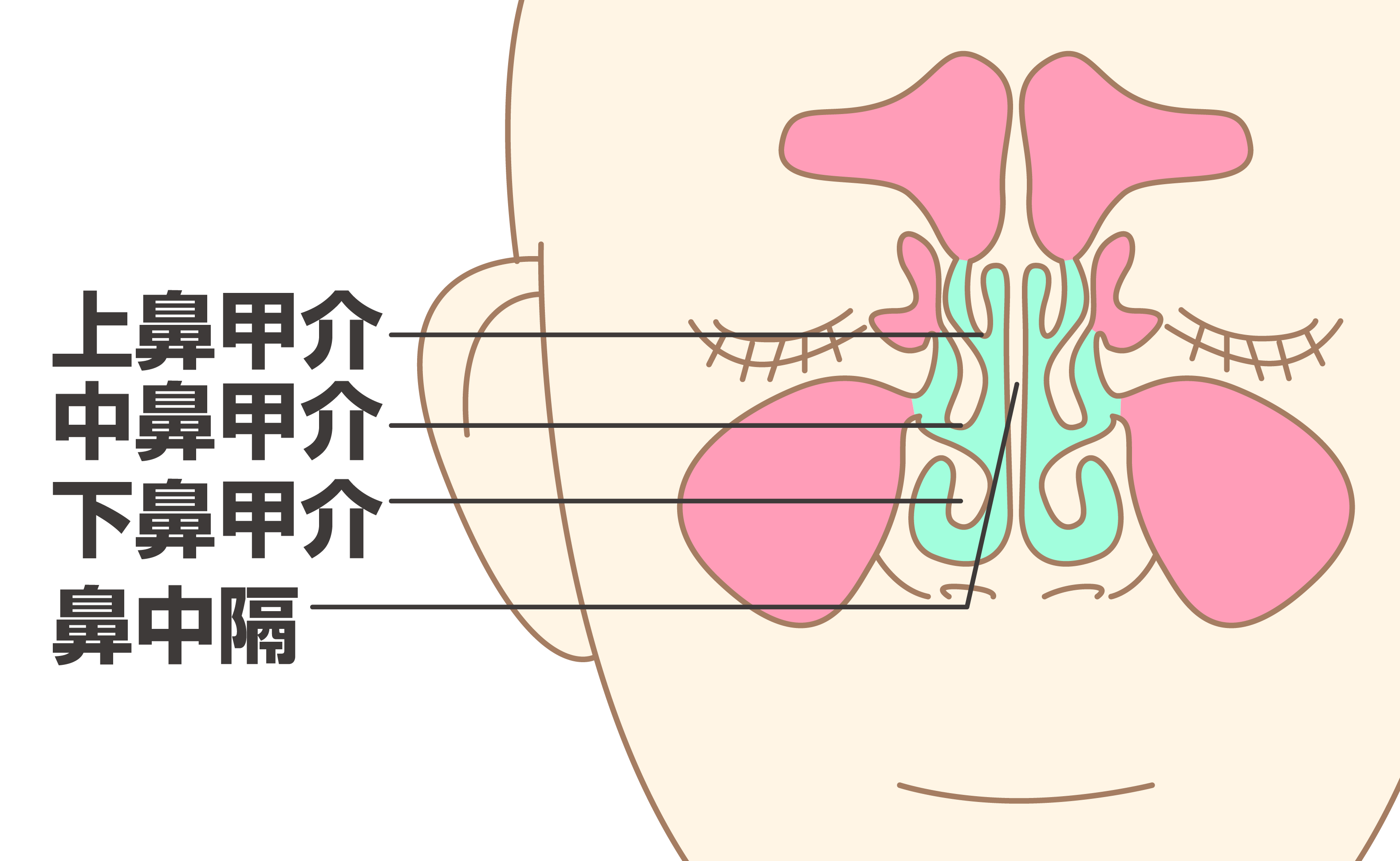 鼻の内部構造