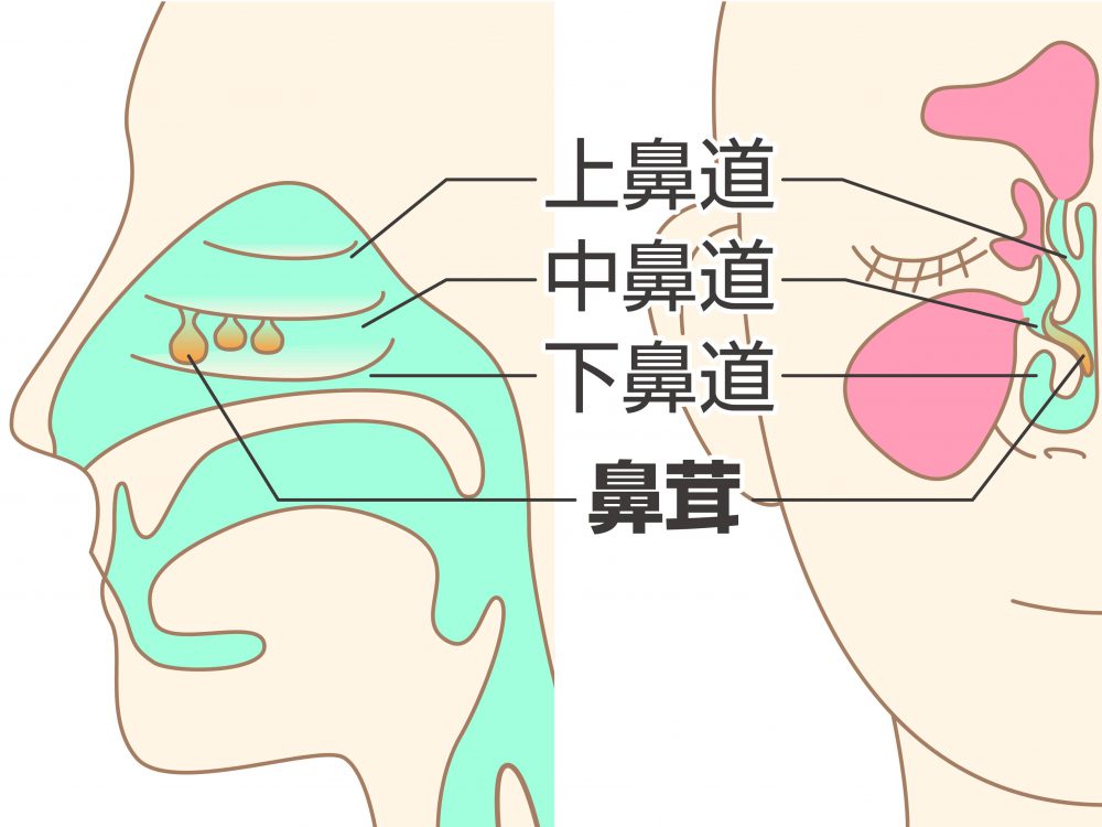 耳鼻科医が教える 鼻づまりの原因 治療 自宅でできる解消法