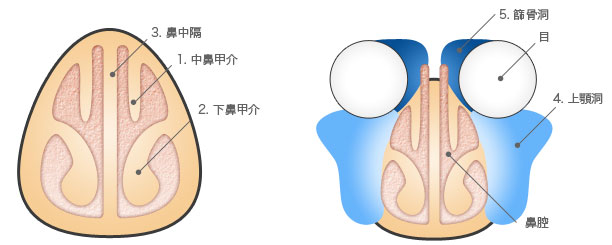 鼻・副鼻腔の構造